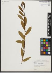 Foto von Salix triandra L.